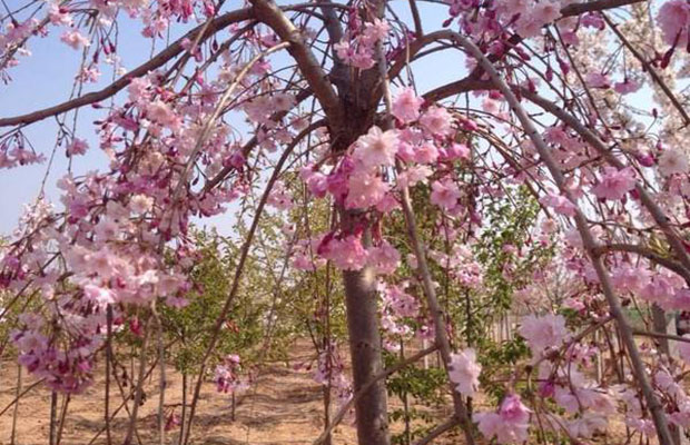 垂枝樱花3.jpg