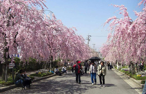 垂枝樱花2.jpg