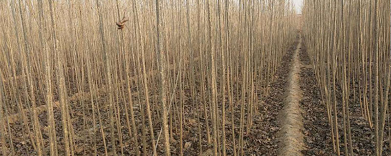 春季什么时间植树好