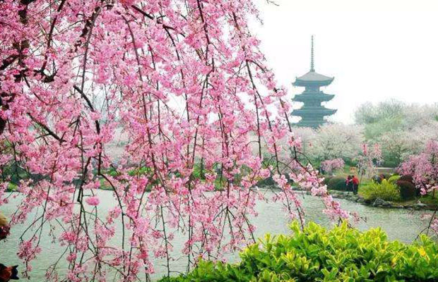 垂枝樱花.jpg