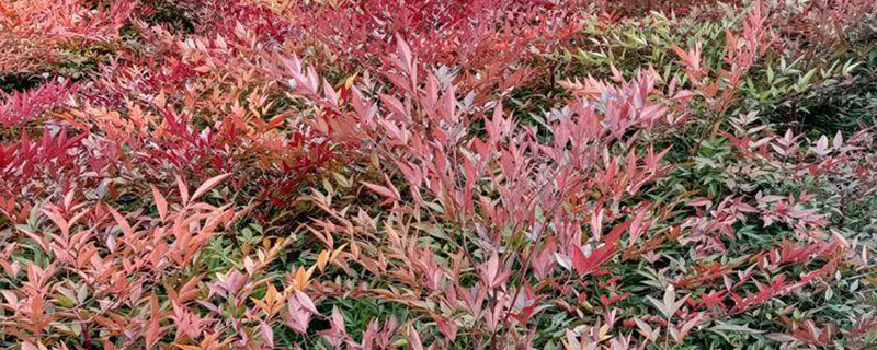 红天竹适合北方种植吗