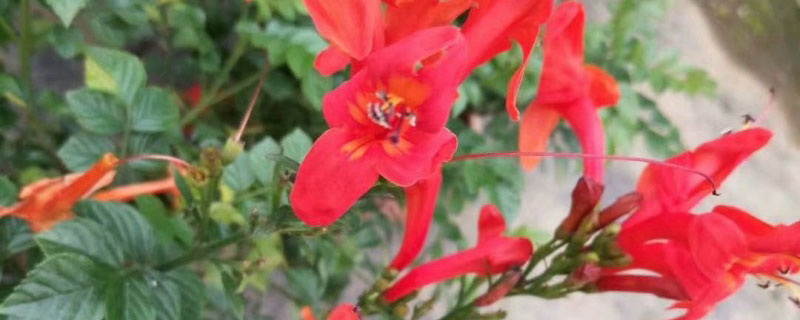 凌霄花几月移栽成活率高