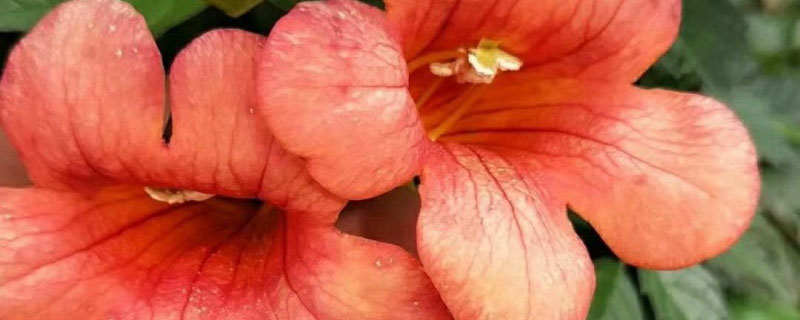 凌霄花可以露天越冬吗