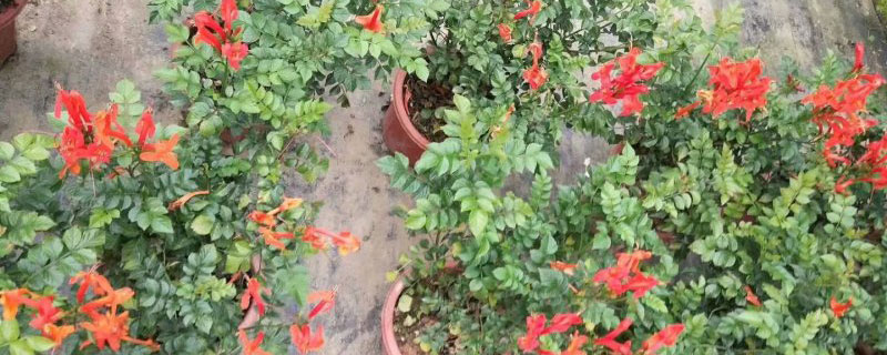 凌霄花夏天能暴晒吗