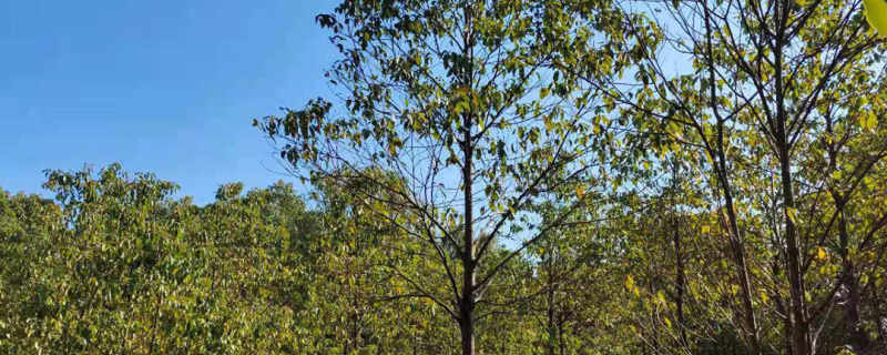 全冠移植跟普通移植区别