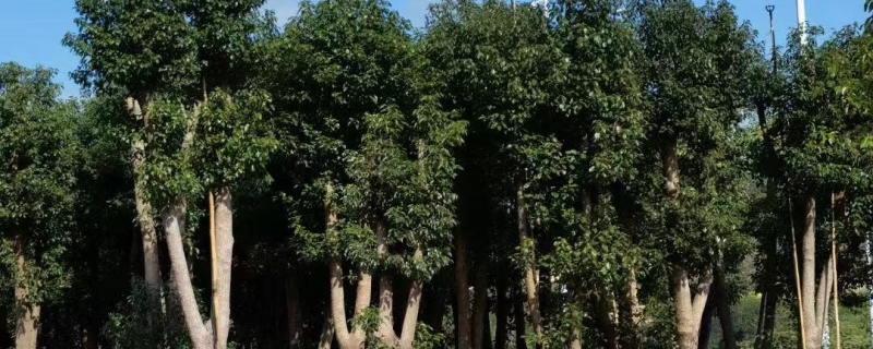 骨架香樟树苗