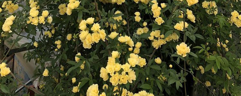 木香花东北露天能活吗