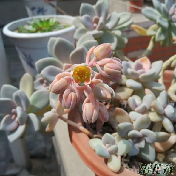 冬美人开花需要几年(附开花图)