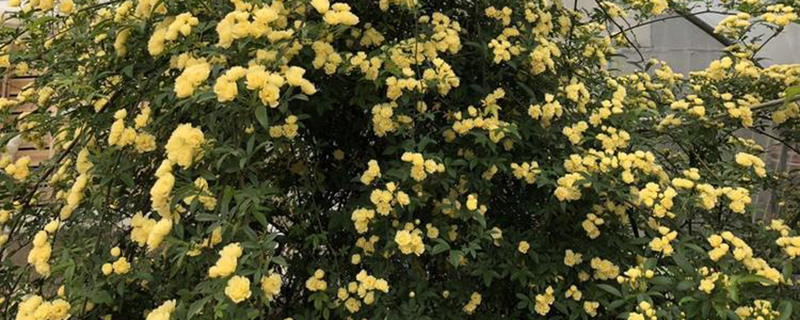 木香花冬天能栽吗