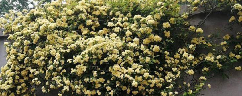 木香花种植方法和时间