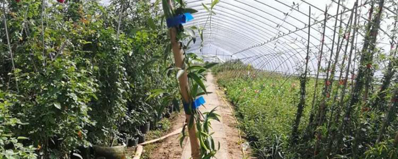 木香花冬季修剪方法