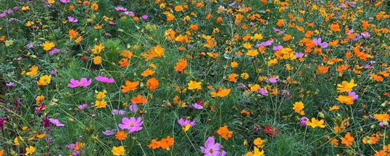 硫华菊种子需要催芽吗