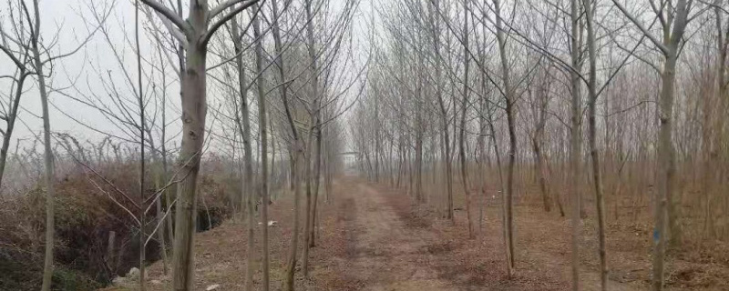 树苗