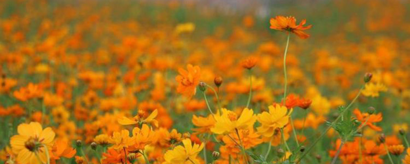 硫华菊什么时候播种