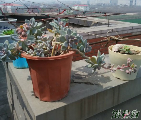 冬美人开花需要几年(附开花图)
