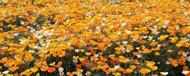 花菱草什么时候播种 花菱草什么时候播种