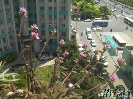 重扇怎么养