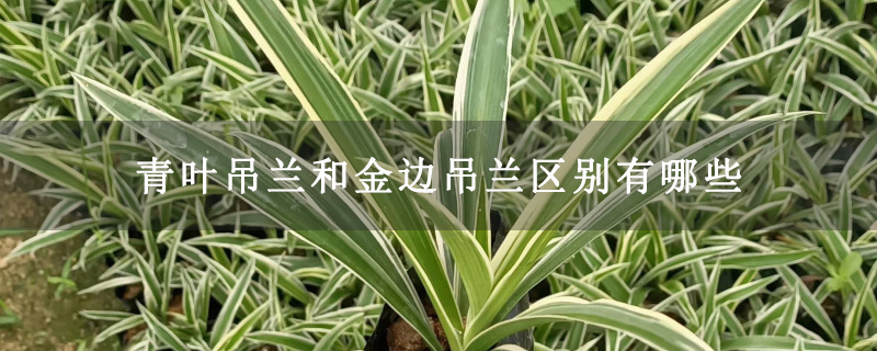 青叶吊兰和金边吊兰区别有哪些