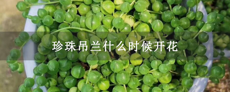 珍珠吊兰什么时候开花