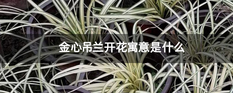 金心吊兰开花寓意是什么
