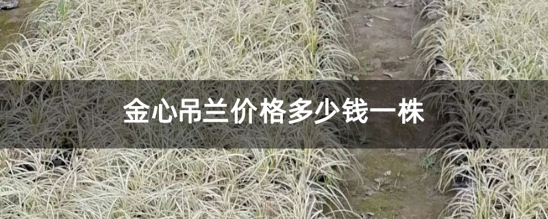 金心吊兰价格多少钱一株 金心吊兰价格多少钱一株