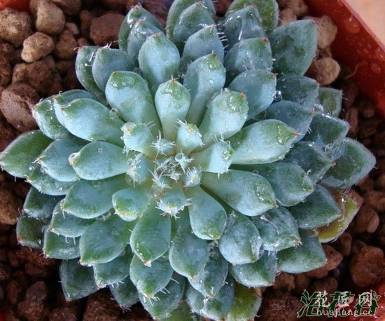青渚莲小蓝衣的对比