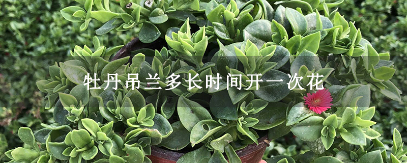 牡丹吊兰多长时间开一次花