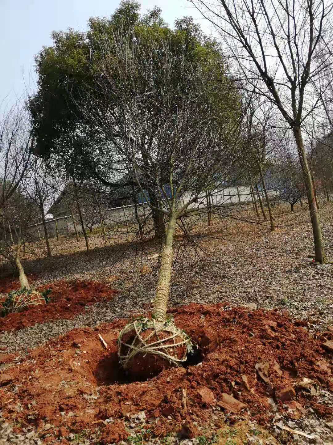 10公分三角枫价格 浙江三角枫基地供应 10公分三角枫价格 浙江三角枫基地供应图片