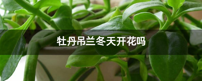 牡丹吊兰冬天开花吗