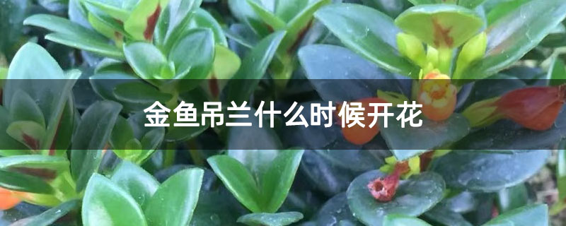 金鱼吊兰什么时候开花