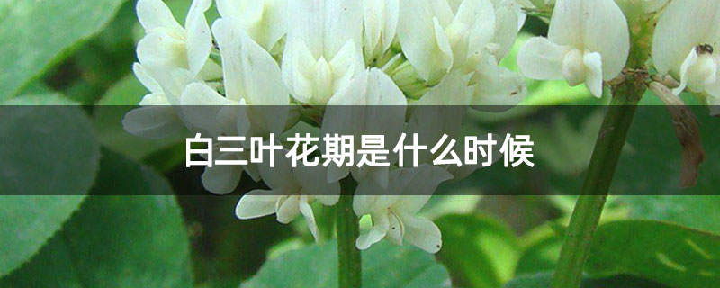 白三叶花期是什么时候 白三叶花期是什么时候