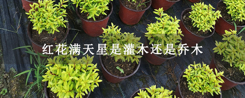 红花满天星是灌木还是乔木