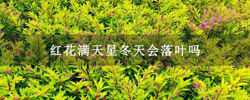 红花满天星冬天会落叶吗