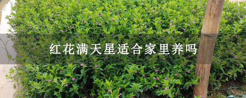 红花满天星适合家里养吗