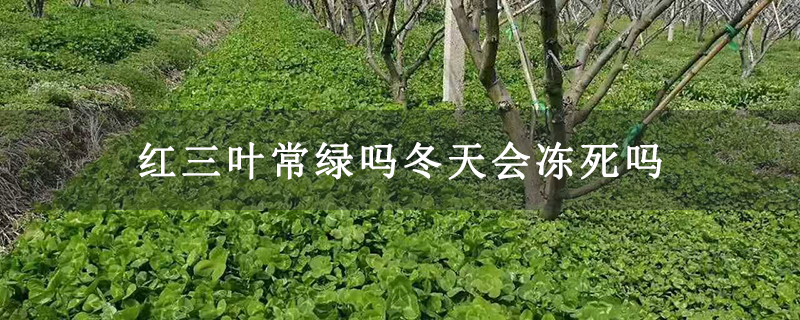 红三叶常绿吗冬天会冻死吗