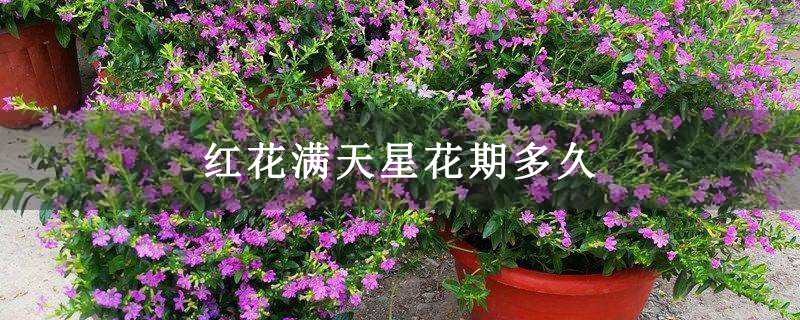 红花满天星花期多久