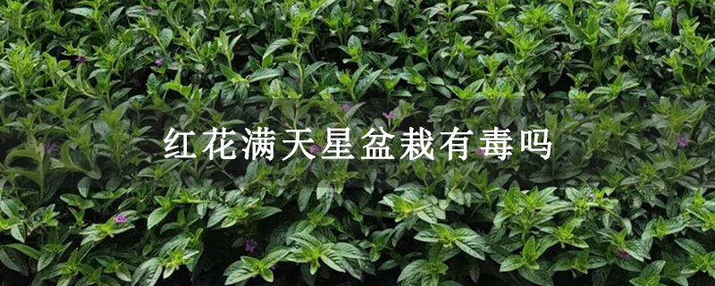 红花满天星盆栽有毒吗