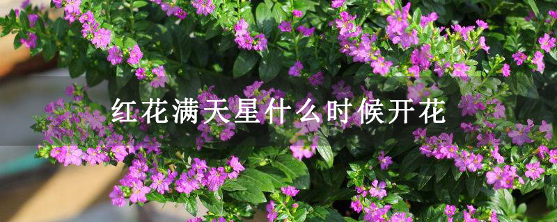 红花满天星什么时候开花