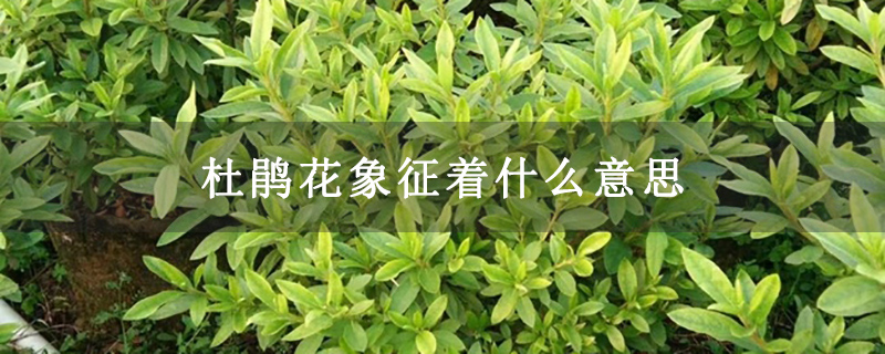 杜鹃花象征着什么意思