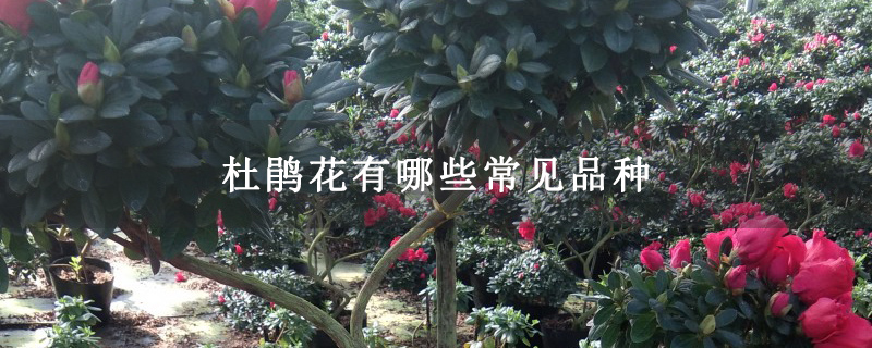 杜鹃花有哪些常见品种