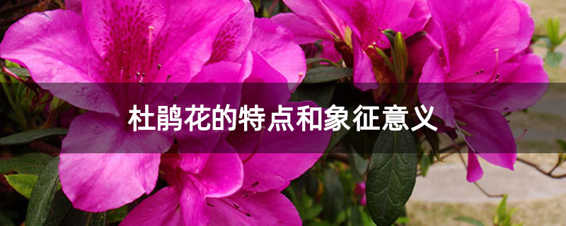 杜鹃花的特点和象征意义