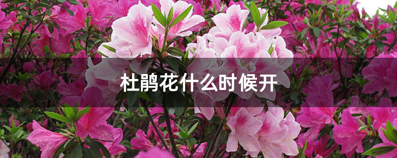 杜鹃花什么时候开