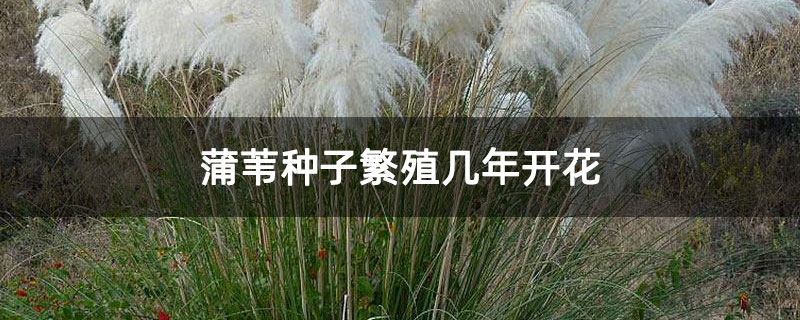 蒲苇种子繁殖几年开花