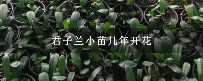 君子兰小苗几年开花