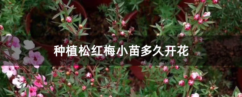 种植松红梅小苗多久开花