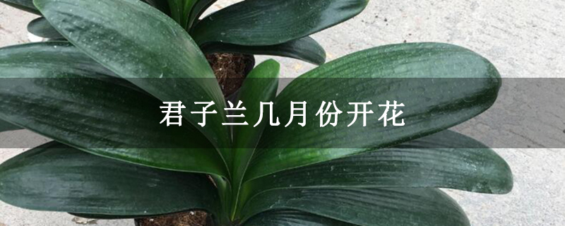 君子兰几月份开花