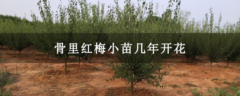 骨里红梅小苗几年开花