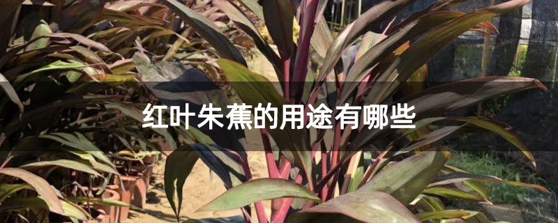 红叶朱蕉的用途有哪些