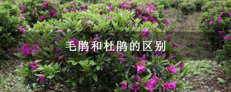 毛鹃和杜鹃的区别