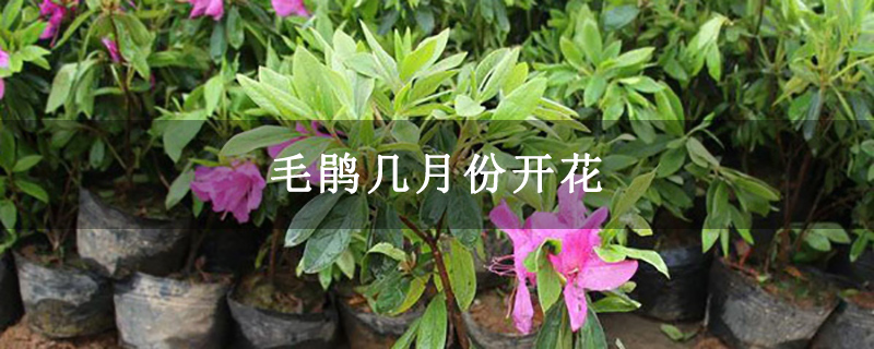 毛鹃几月份开花